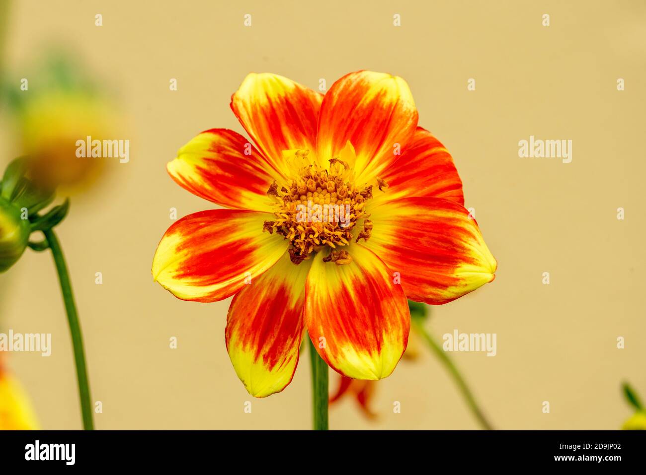 Dahlia 'Pooh Swan Island' eine orange gelbe Blume Sommerblume Tuber Pflanze Stock Foto Bild Stockfoto