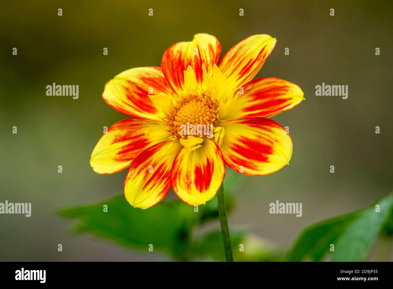 Dahlia 'Pooh Swan Island' eine orange gelbe Blume Sommerblume Tuber Pflanze Stock Foto Bild Stockfoto