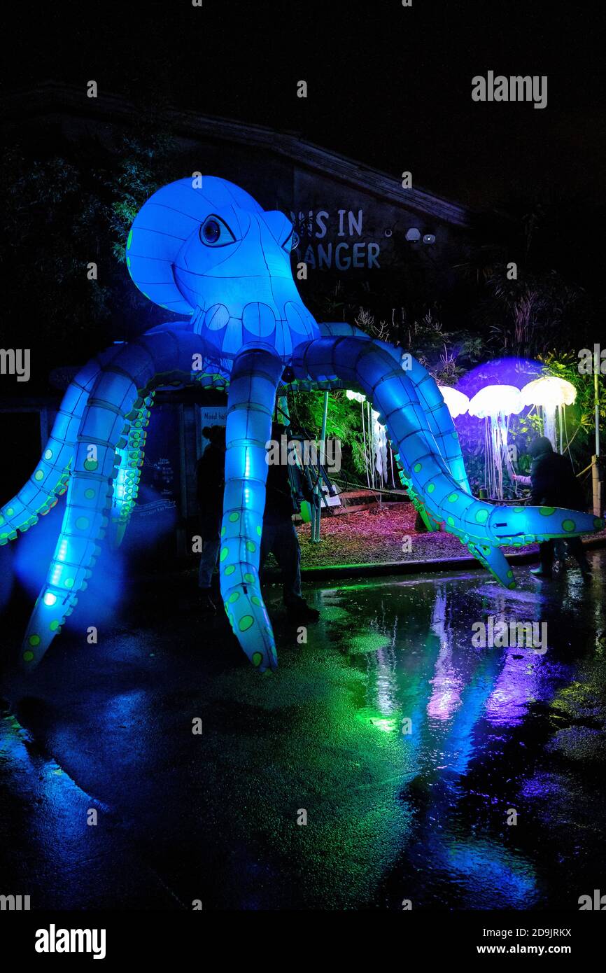 Beleuchteter Riesenoktopus im Winter-Event The Lantern im Chester Zoo. Stockfoto