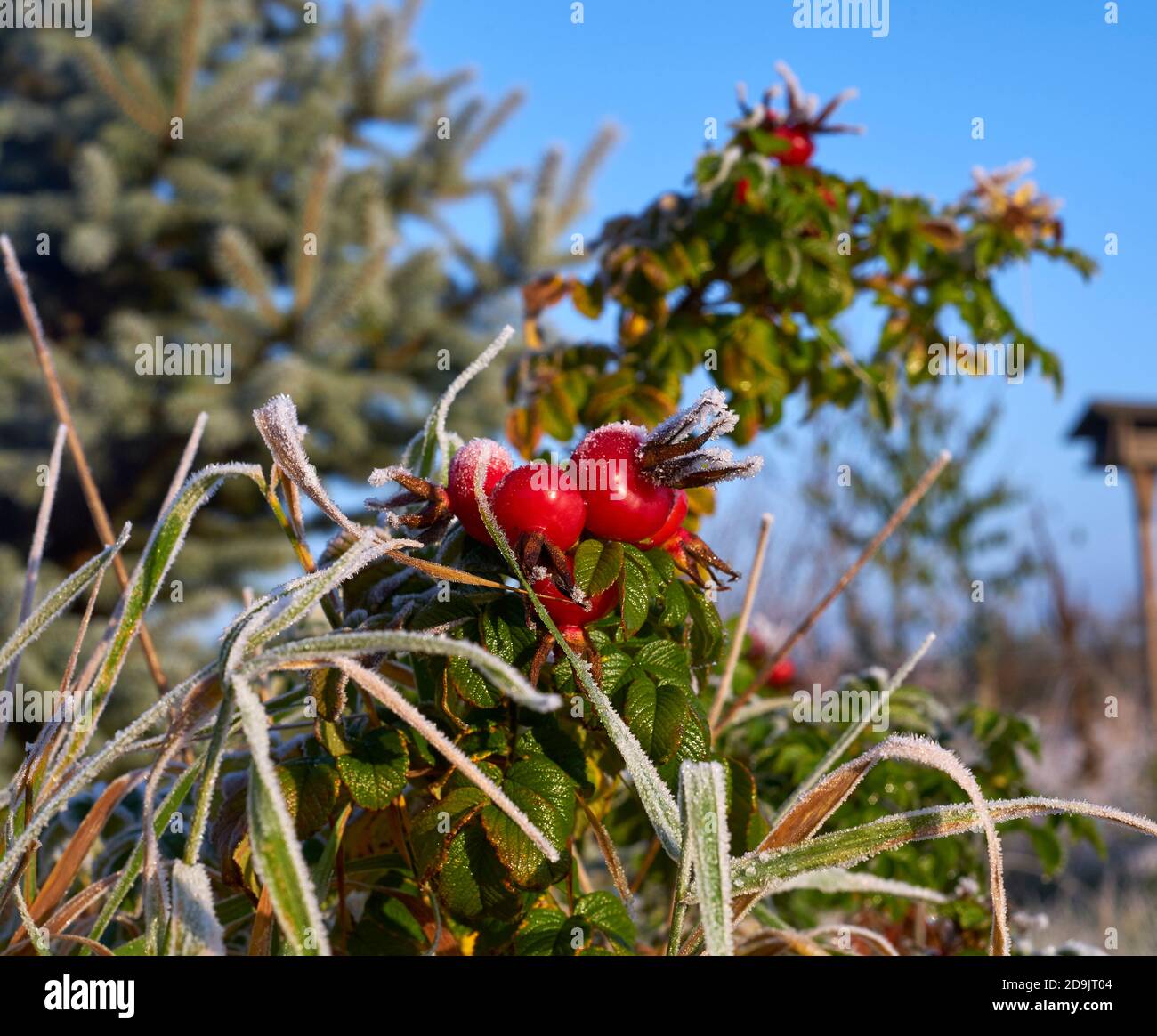 Die gefrostete Hagebutte im Sonnenschein der Morgensonne Stockfoto
