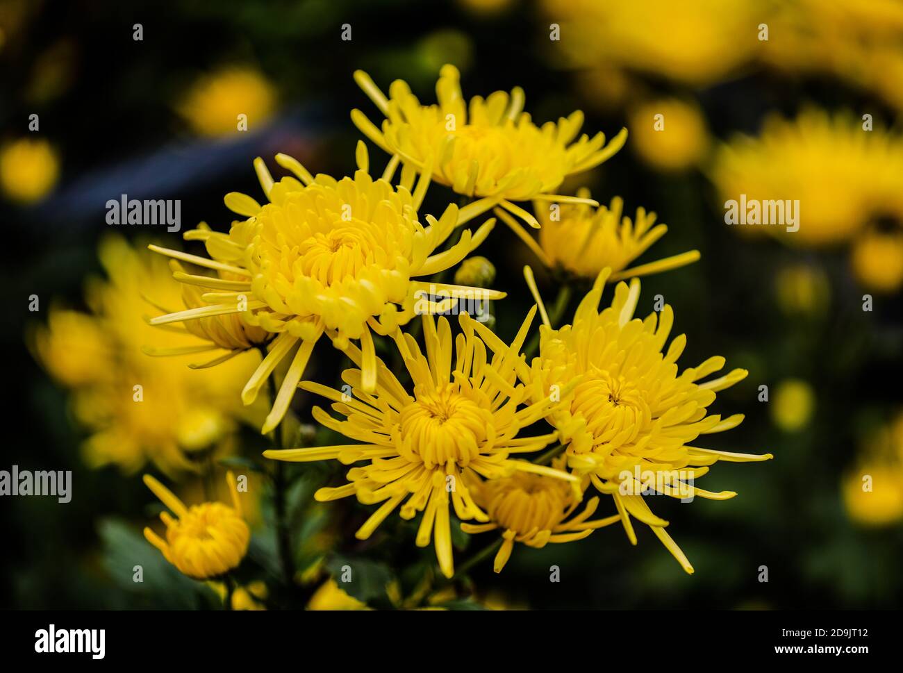 Die Bauern nutzen das gute Wetter, um Chrysanthemen zu ernten, zu sortieren und zu trocknen, um das Einkommen in Tongling City, Ostchinas Provinz Anhui, 28 OC, zu erhöhen Stockfoto