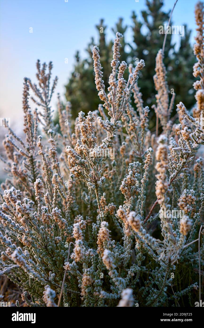 Calluna vulgaris, mit Eis bedeckte Heideblüten Stockfoto