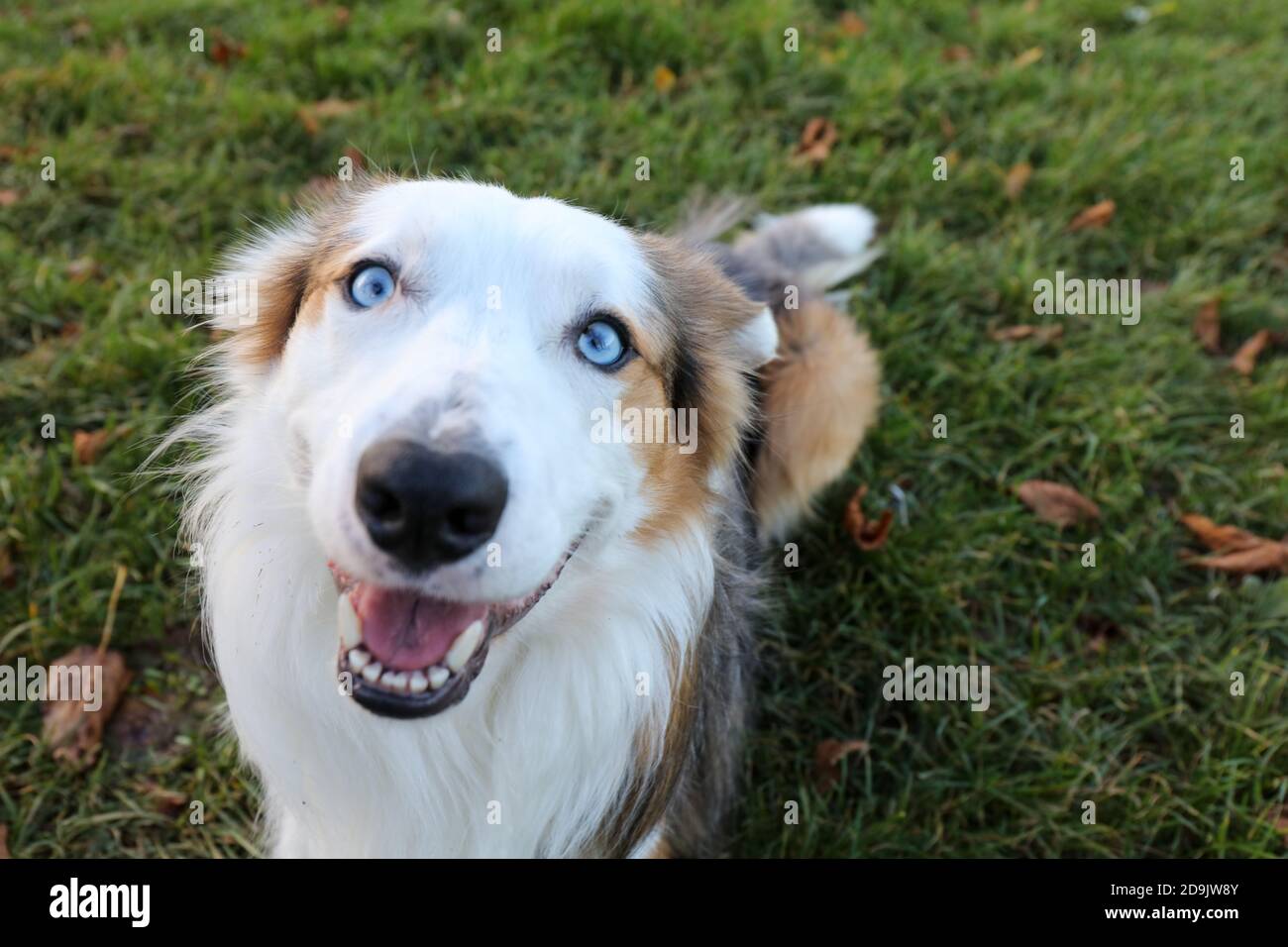 Happy Border Collie Tri Merle Hund mit blauen Augen an Der grüne Rasenpark Stockfoto