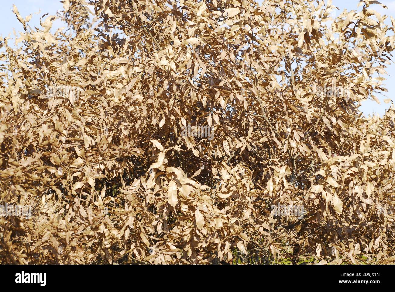 Ein Baum voller verdorrter lebloser Blätter in der Sonne Stockfoto