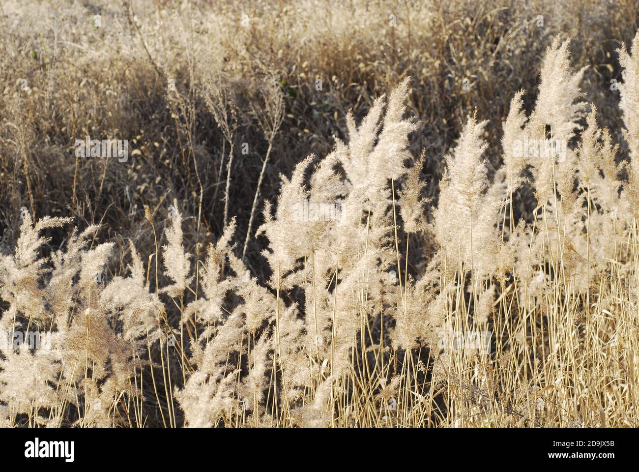 Einige weiße flockende Schilfgräser an der Rinne Stockfoto