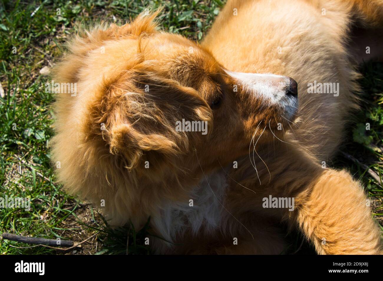 Hundeportrait in Georgien, Tageslicht und Outdoor Stockfoto