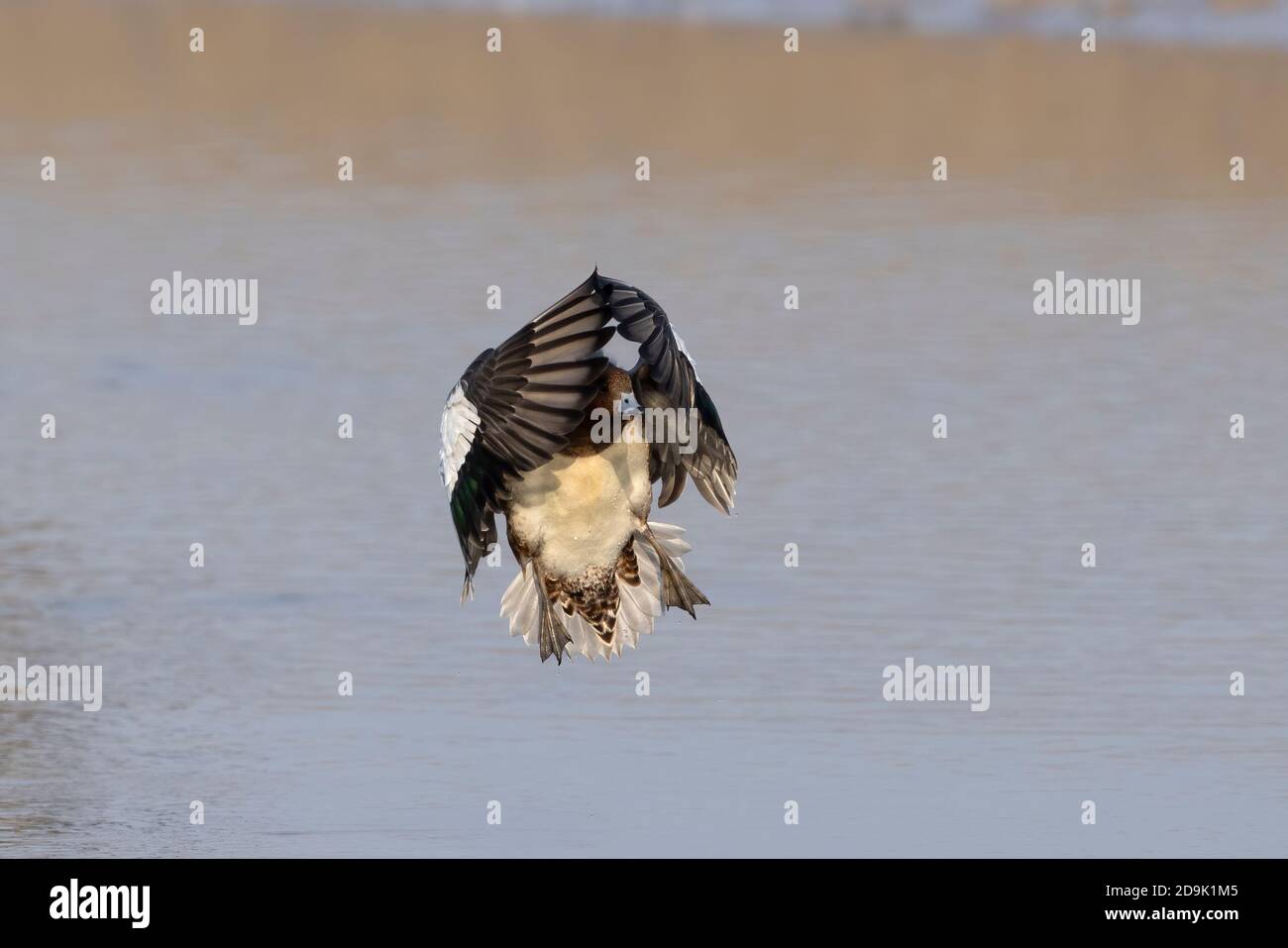 Wieron (Anas penelope) landet im Wasser der Hayle Mündung zurück über Winter in Cornwall nach ihrer Migration nach Süden. Stockfoto