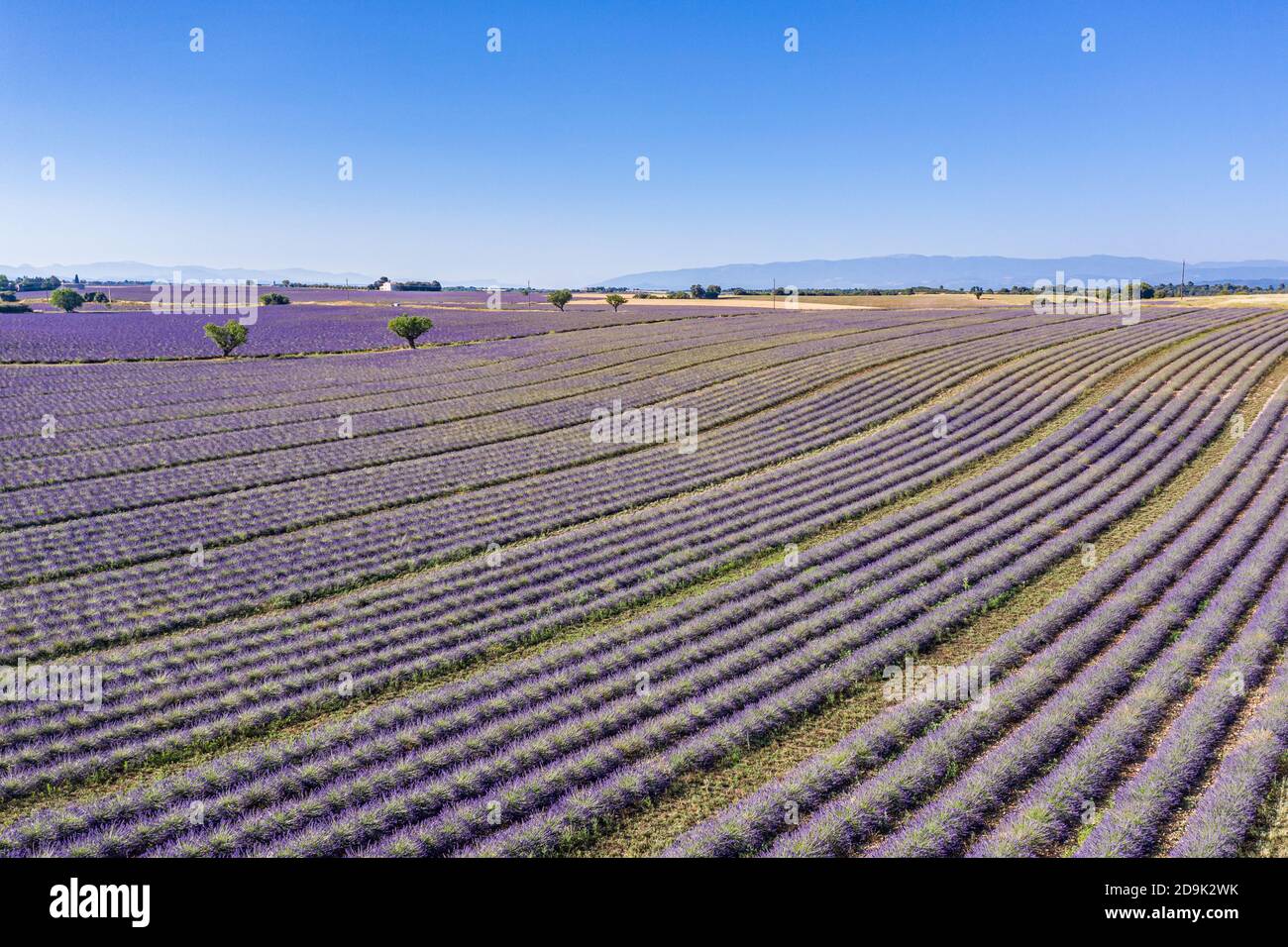 Luftaufnahme der landwirtschaftlichen Felder in der Provence. Blühender Lavendel, herrliche Luftlandschaft. Reihen von Lavendelblüten, endlose Natur blühenden Blumen Stockfoto
