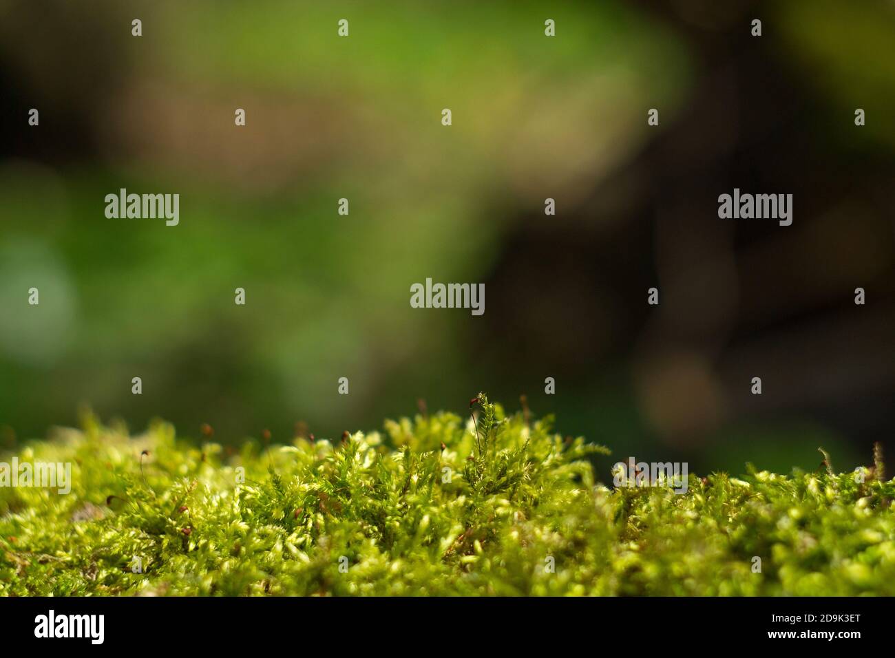 Grüne wald Hintergrund mit einem weißen Gabel moss leucobryum Stockfoto