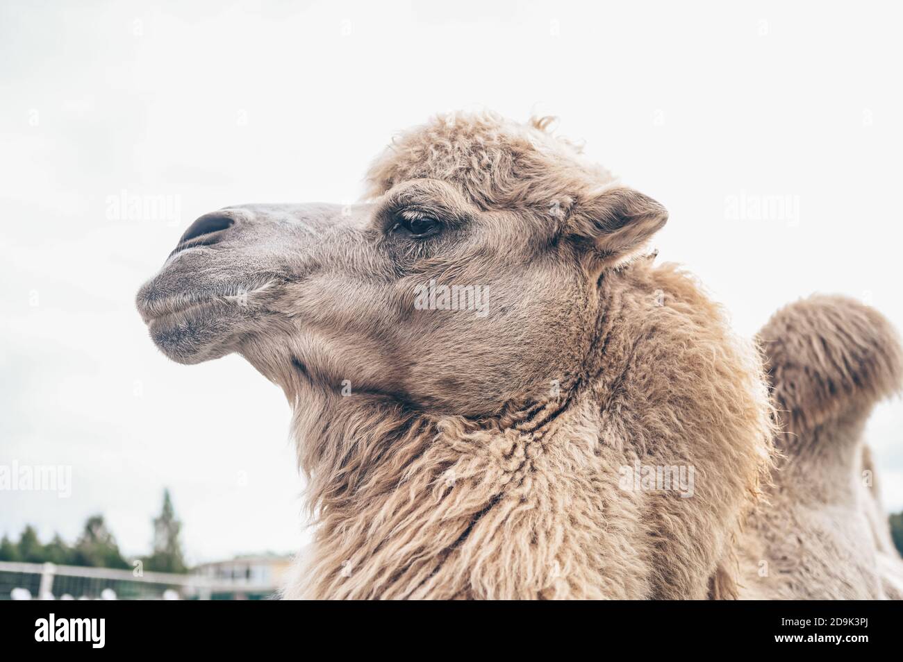 Nahaufnahme des lustigen Baktrian Kamels im Karelia Zoo. Hairy Kamel in einem Stift mit langen hellbraunen Fell Wintermantel, um sie warm zu halten mit zwei Höcker in Gefangenschaft für Unterhaltung. Stockfoto