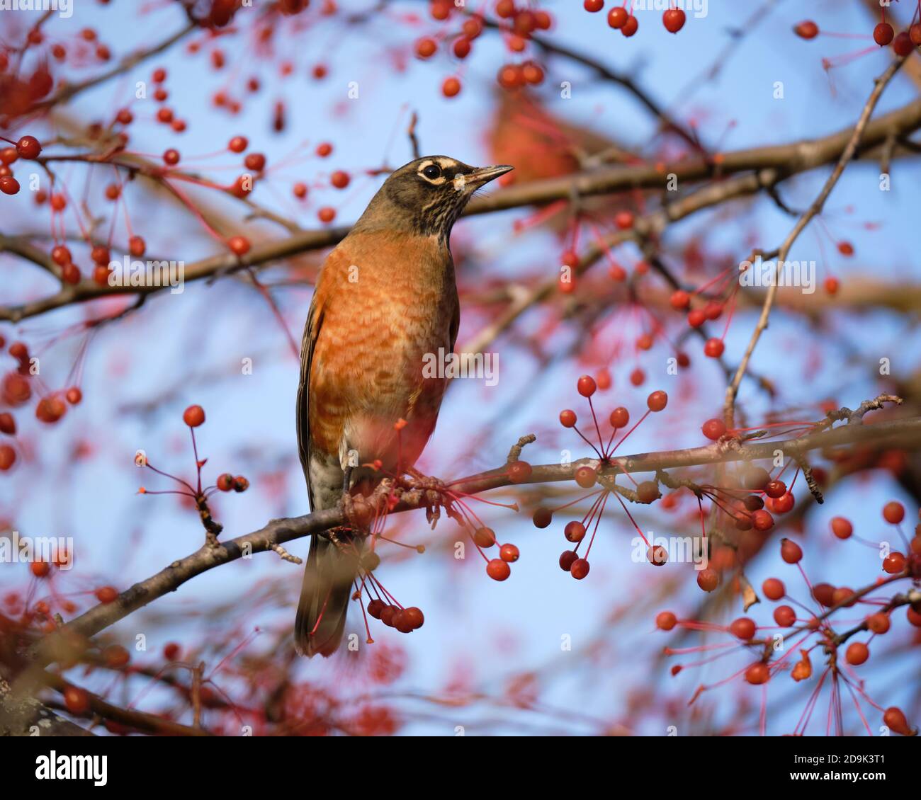 Amerikanischer Robin (Turdus migratorius), der auf einem Ast eines roten Krabbenbaumes steht, der mit Herbstfrüchten bedeckt ist Stockfoto