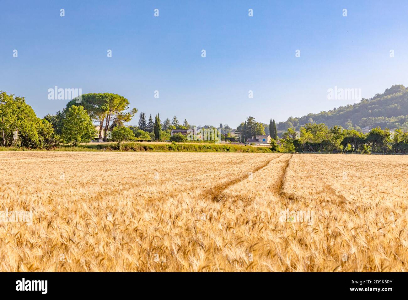 Weizenfliege Panorama mit Baum bei Sonnenuntergang, ländliche Landschaft. Landwirtschaft Naturfeld, Naturlandschaft, idyllische Landschaft in Südfrankreich Stockfoto