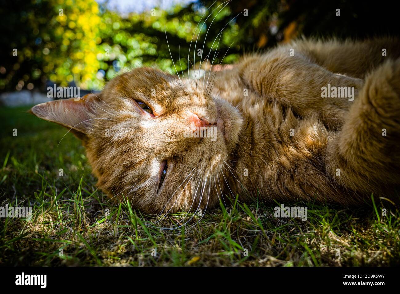 Ginger-tom-Katze ruht in einem Garten in South Wales UK Stockfoto
