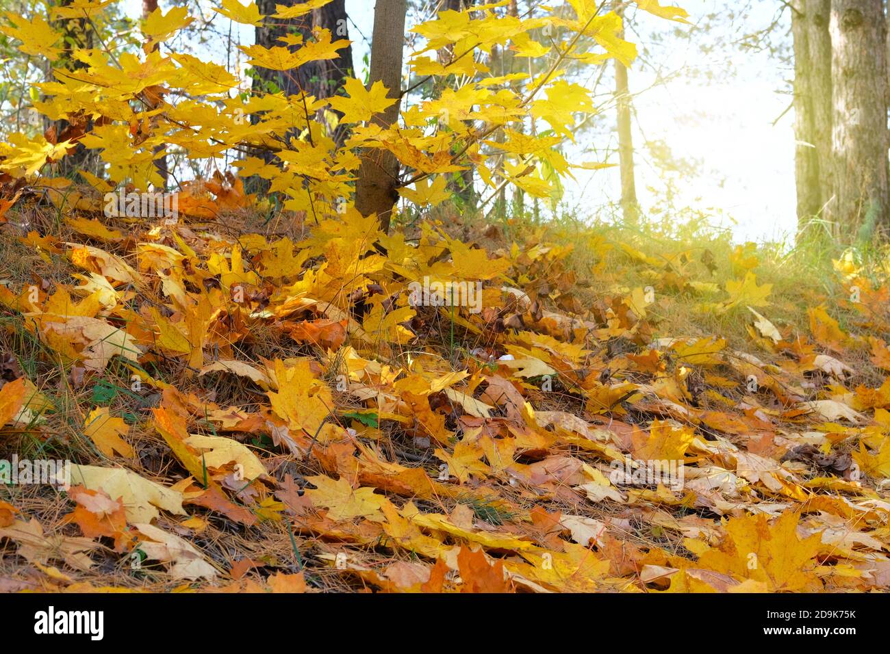 Der Herbst geht auf die Sonne. Gelbe, orange, braune Blätter auf dem Boden in der Herbstsaison. Parken Sie in der Stadt. Stockfoto
