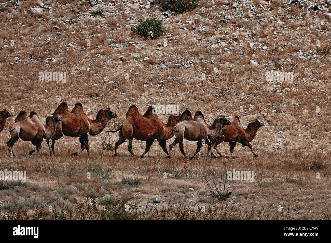 Baktrian Kamel in der Wüste Gobi, Mongolei. Eine Herde Tiere auf der Weide. Stockfoto