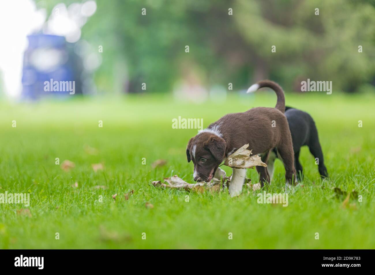 Liebenswert Porträt von erstaunlich gesund und glücklich schwarz und weiß Grenze Collie Welpe. Border Collie Welpen in der Natur Stockfoto