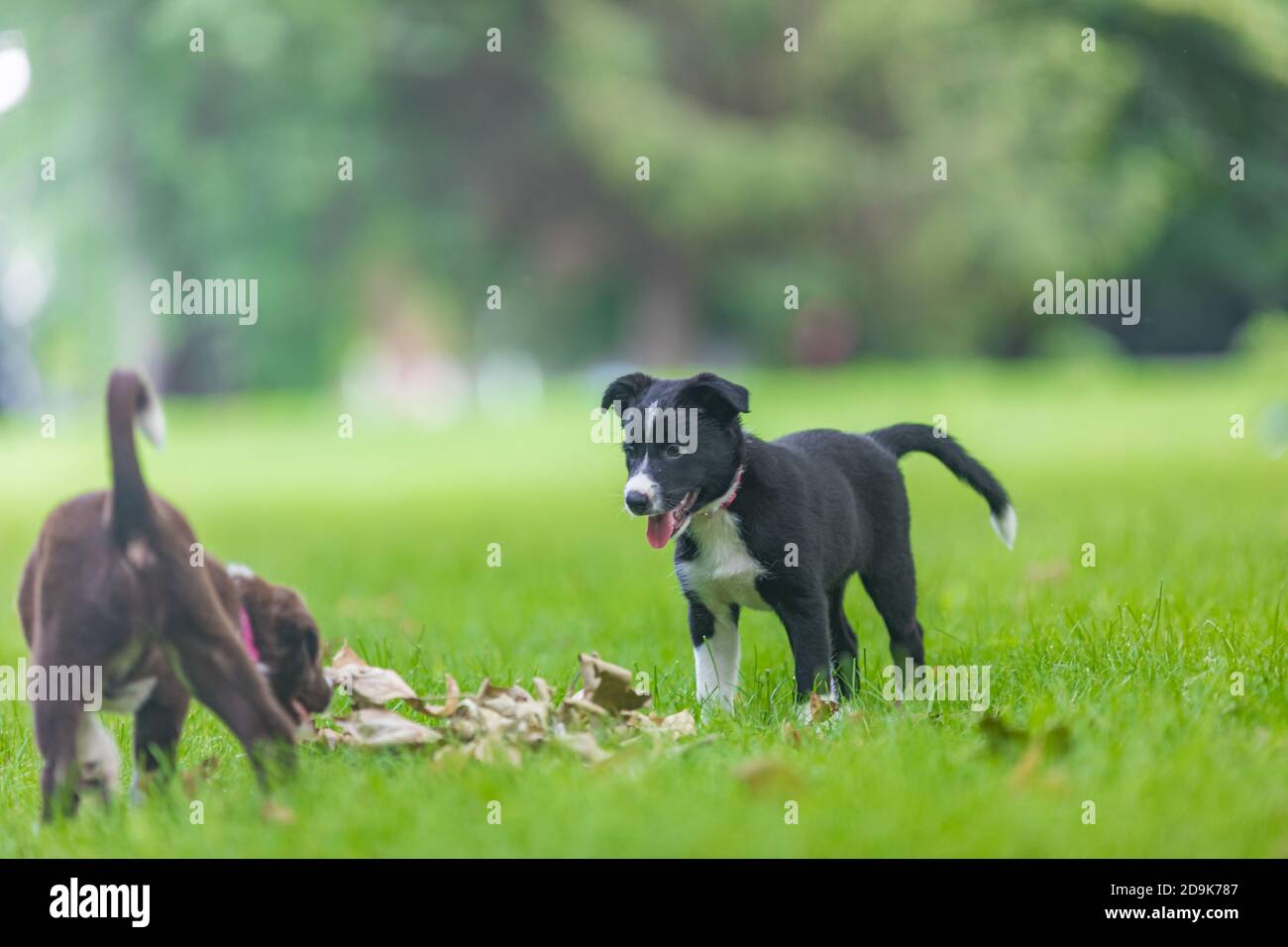 Liebenswert Porträt von erstaunlich gesund und glücklich schwarz und weiß Grenze Collie Welpe. Border Collie Welpen in der Natur Stockfoto