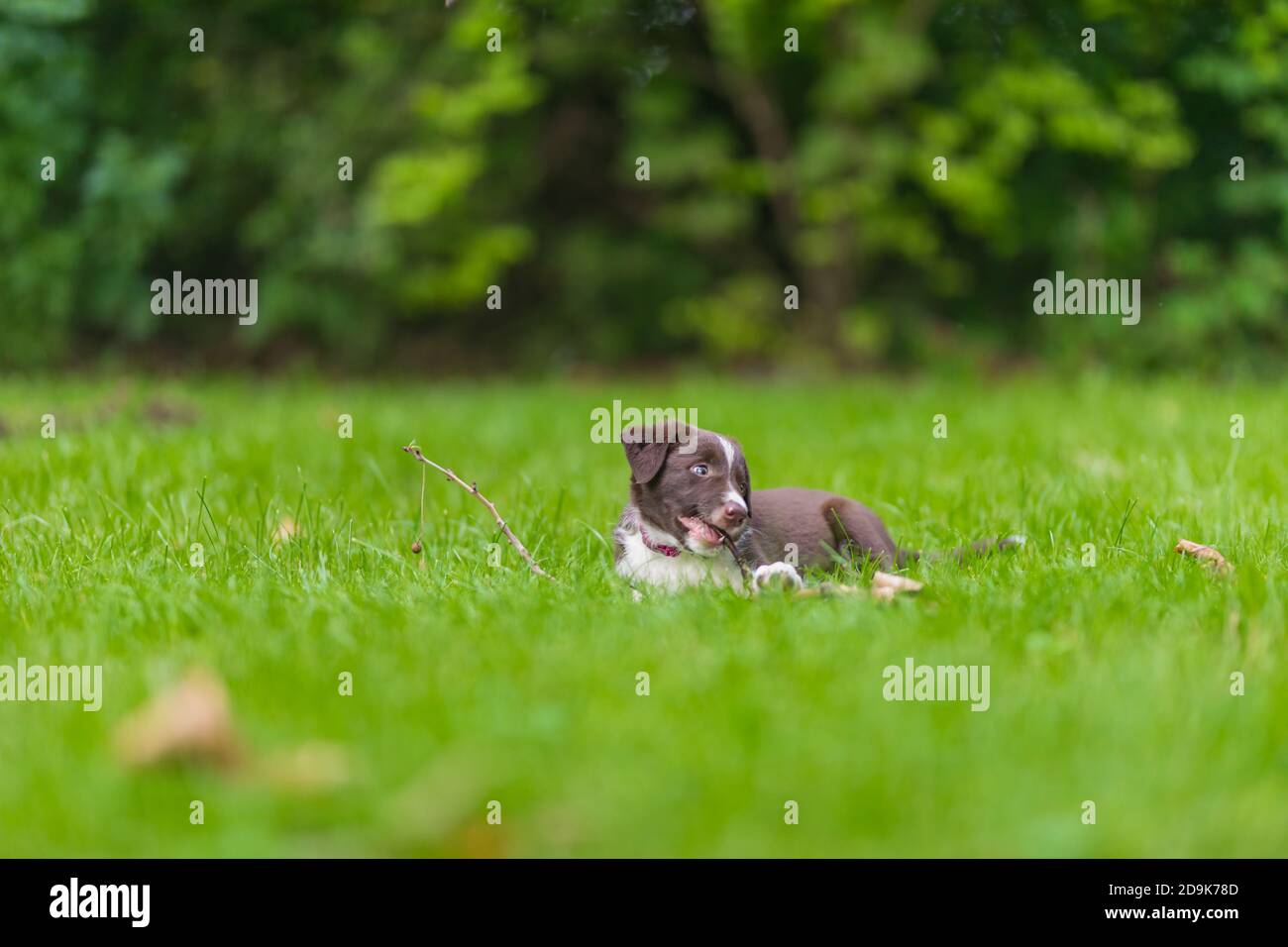 Liebenswert Porträt von erstaunlich gesund und glücklich schwarz und weiß Grenze Collie Welpe. Border Collie Welpen in der Natur Stockfoto