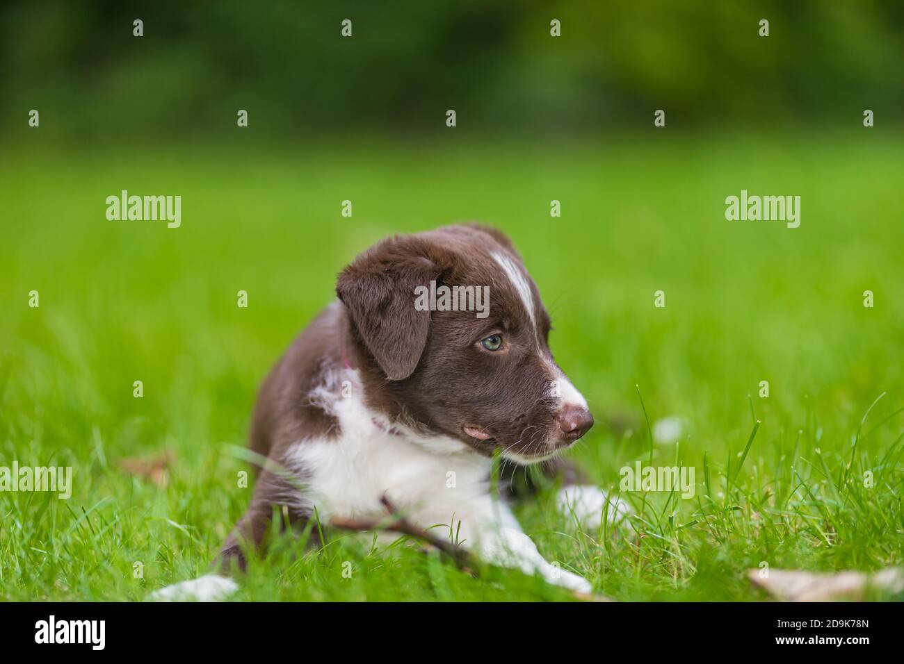 Liebenswert Porträt von erstaunlich gesund und glücklich schwarz und weiß Grenze Collie Welpe. Border Collie Welpen in der Natur Stockfoto