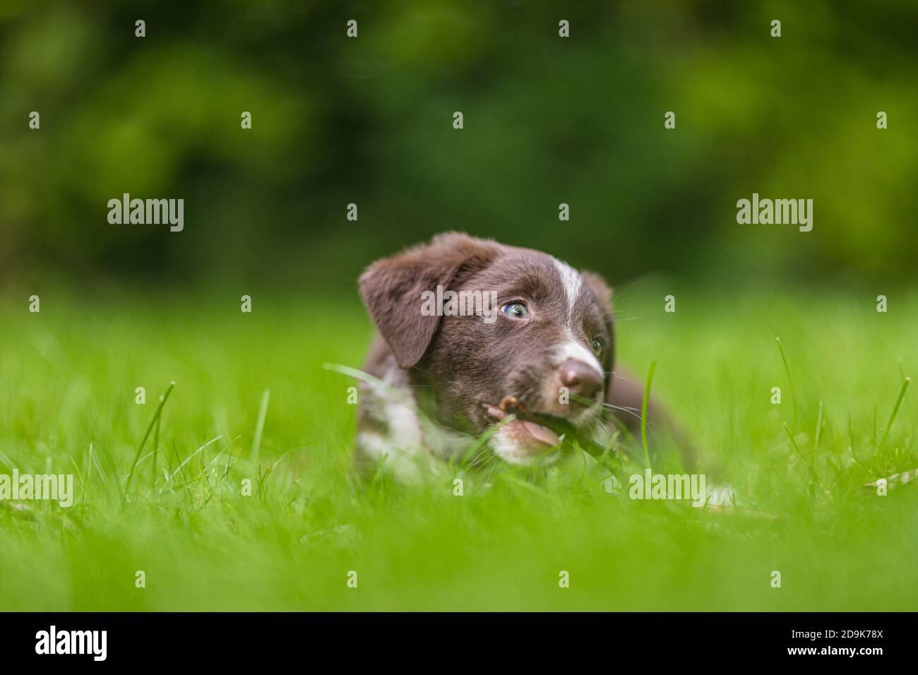 Liebenswert Porträt von erstaunlich gesund und glücklich schwarz und weiß Grenze Collie Welpe. Border Collie Welpen in der Natur Stockfoto