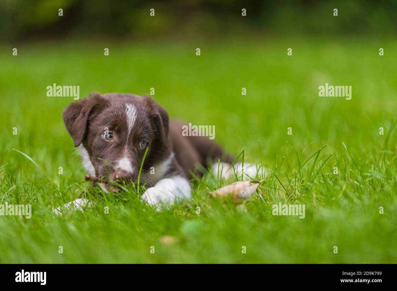 Liebenswert Porträt von erstaunlich gesund und glücklich schwarz und weiß Grenze Collie Welpe. Border Collie Welpen in der Natur Stockfoto