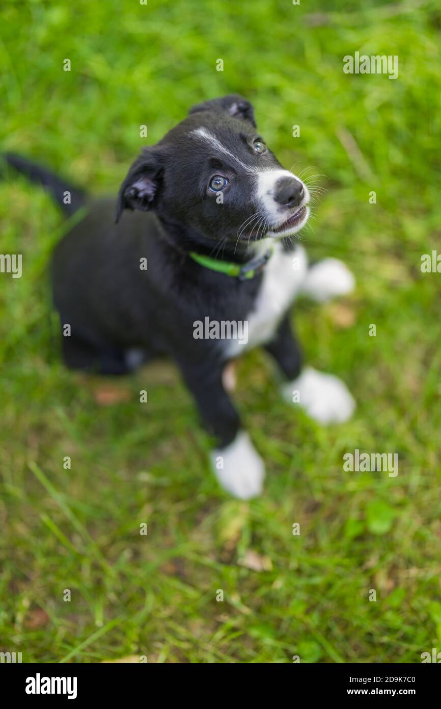 Liebenswert Porträt von erstaunlich gesund und glücklich schwarz und weiß Grenze Collie Welpe. Border Collie Welpen in der Natur Stockfoto