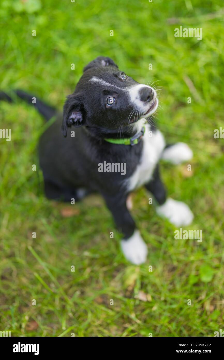 Liebenswert Porträt von erstaunlich gesund und glücklich schwarz und weiß Grenze Collie Welpe. Border Collie Welpen in der Natur Stockfoto