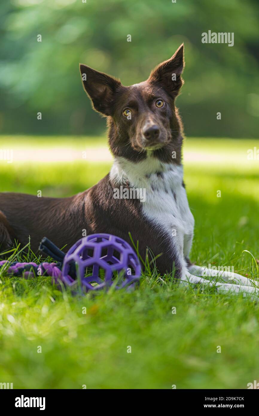 Gerne braunen und weißen Border Collie Hund mit Zunge heraus haften liegend im Gras mit gelben Blüten. Tag Sommer auf einer Wiese. Stockfoto