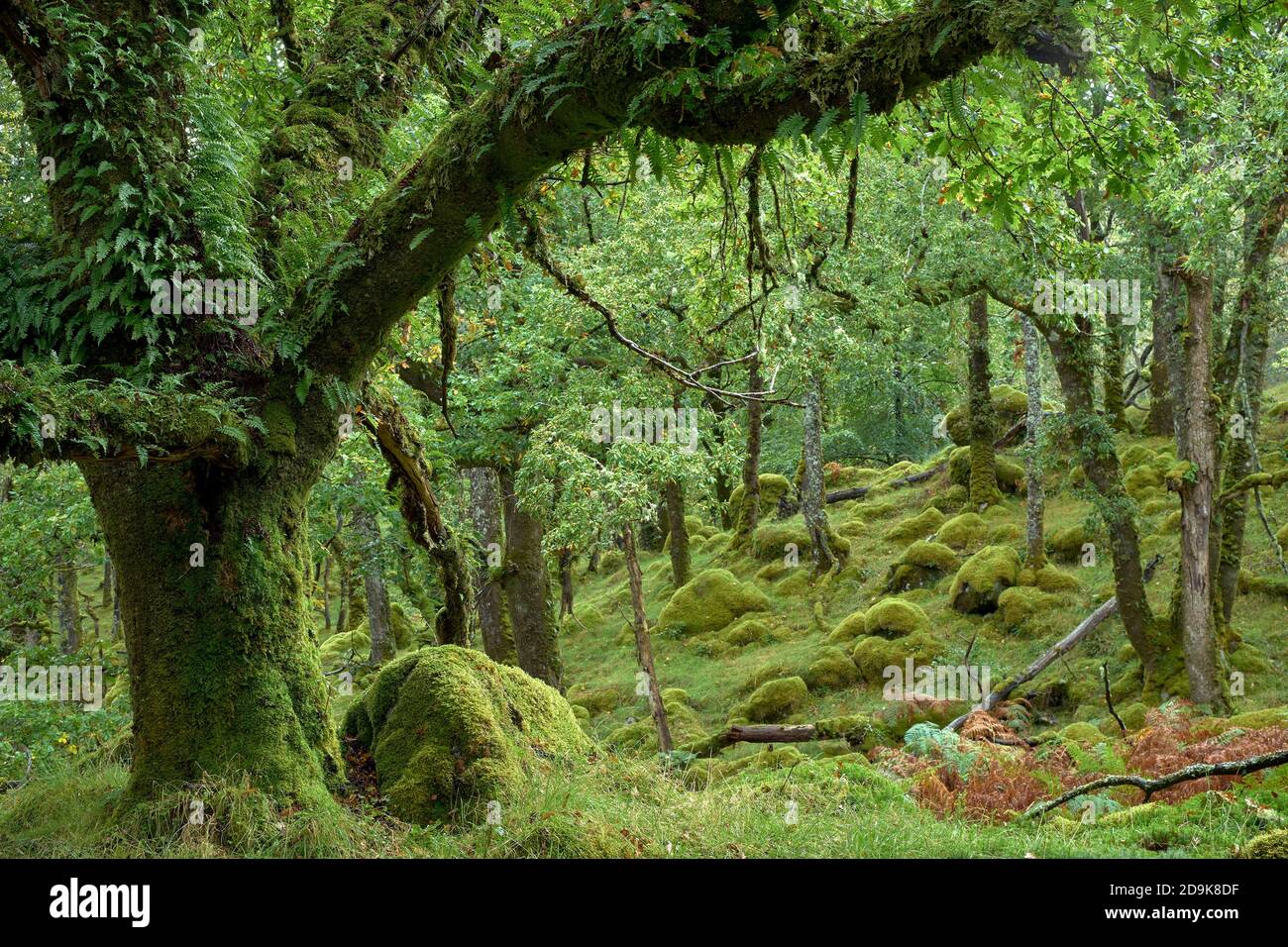 Temperierte Eiche, sessile Petraea, Wald im Ariundle National Nature Reserve, Strontian, Sunart, Lochaber, Highland, Schottland. Stockfoto