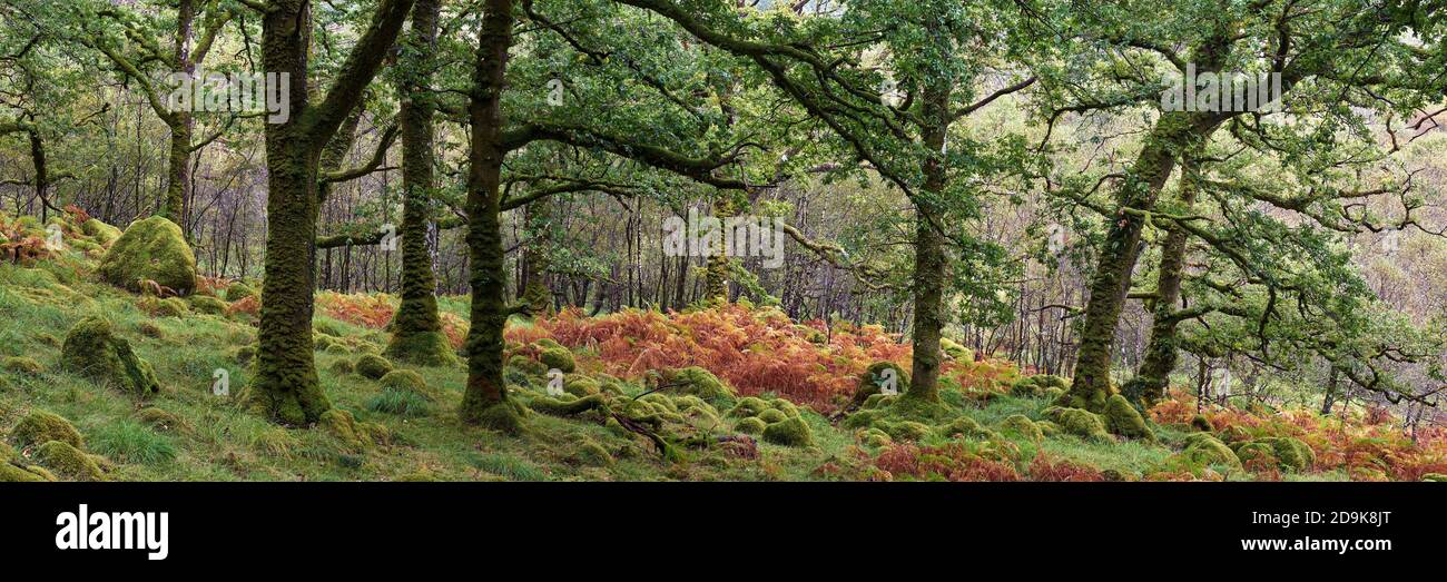 Temperierte Eiche, sessile Petraea, Wald im Ariundle National Nature Reserve, Strontian, Sunart, Lochaber, Highland, Schottland. Stockfoto