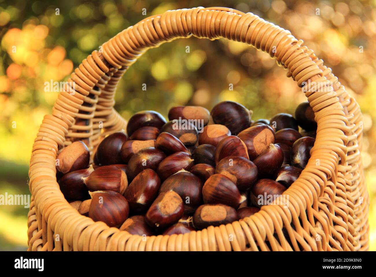 Holzkorb voller Kastanien mit Herbst Bokeh Hintergrund Stockfoto