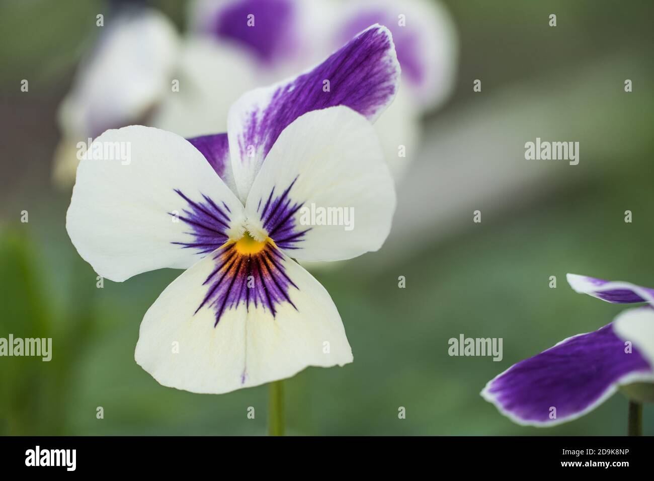 Blumen in der Stiefmütterchen. Tricolor Viola Nahaufnahme. Blumenbeet mit Viola Blumen, Johnny Sprung nach oben oder drei Gesichter in einem Hood Flower Textur Hintergrund. Herzschmerz, f Stockfoto