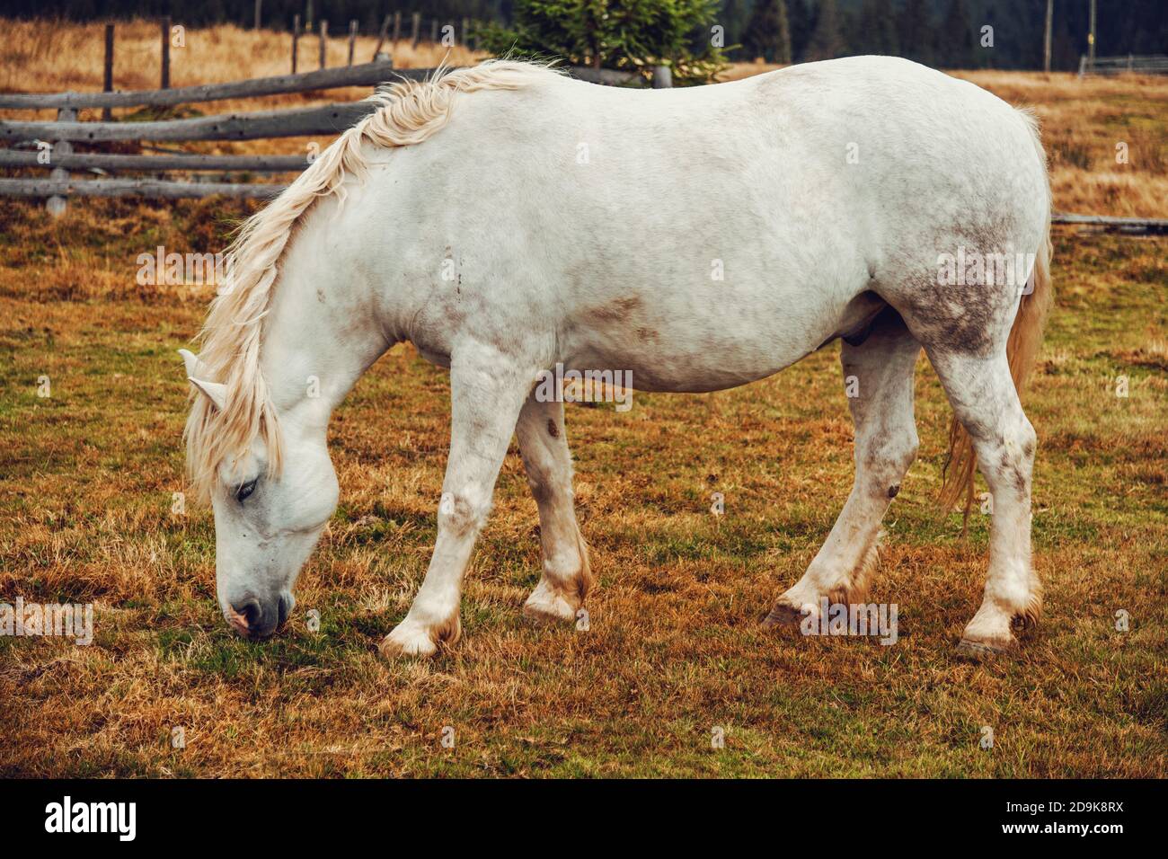 Schönes weißes Pferd, das Gras frisst Stockfoto