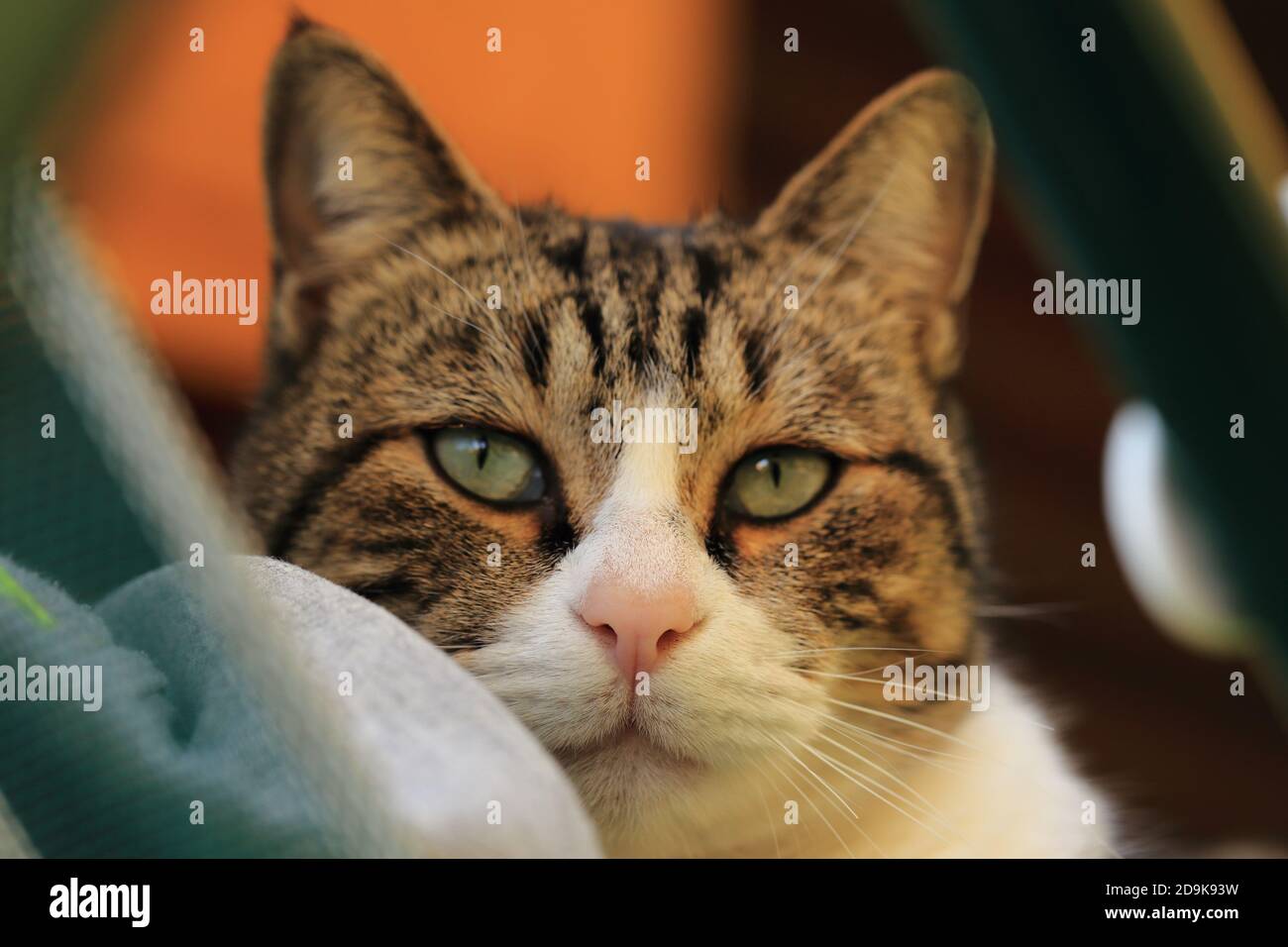 Nahaufnahme einer süßen und liebevollen männlichen Katze. Stockfoto