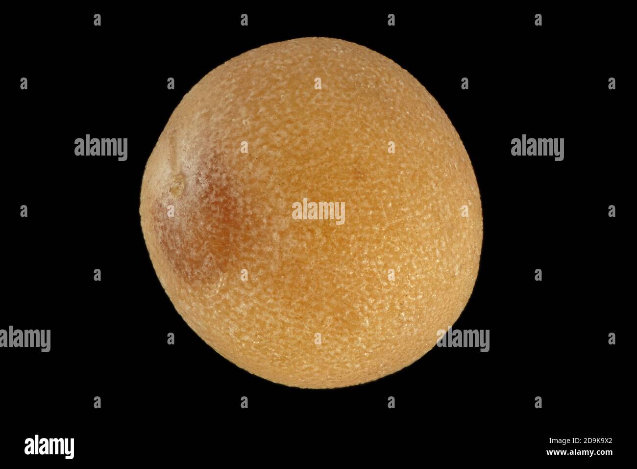 Sinapis alba, Weisser Senf, Samen, Durchmesser 2-3 mm Stockfoto