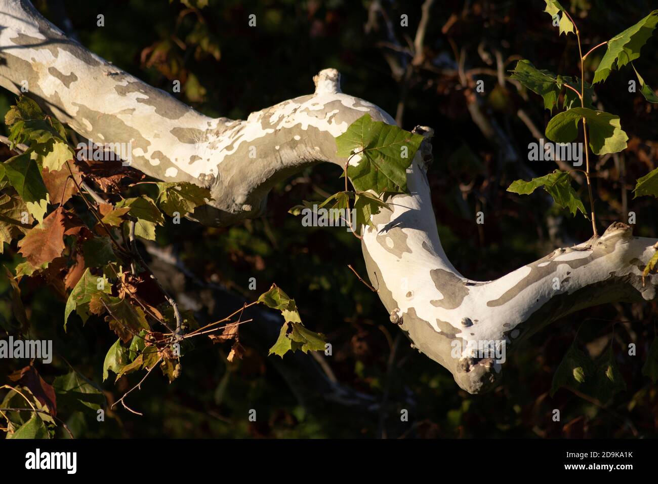 Ein Platanenzweig kurvt und biegt sich an einem Herbsttag Stockfoto