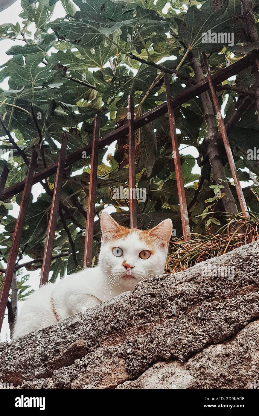 Straßenkatze mit verschiedenen Augenfarben, Salo, Italien Stockfoto