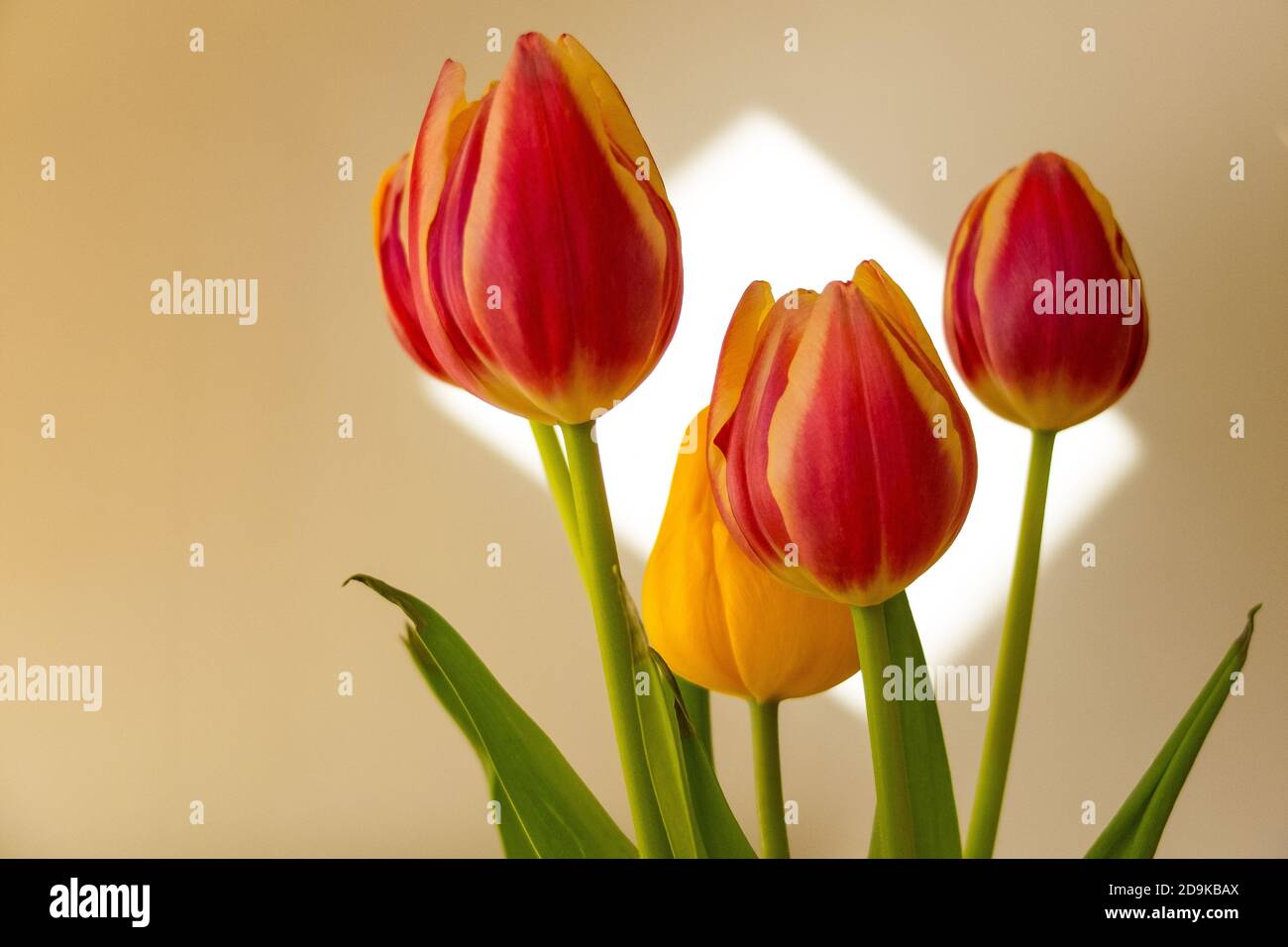 Rote und gelbe Tulpen sitzen in einer Vase mit einem Fensterlicht auf dem Hintergrund. 09 Mai 2014. Foto: Neil Turner Stockfoto