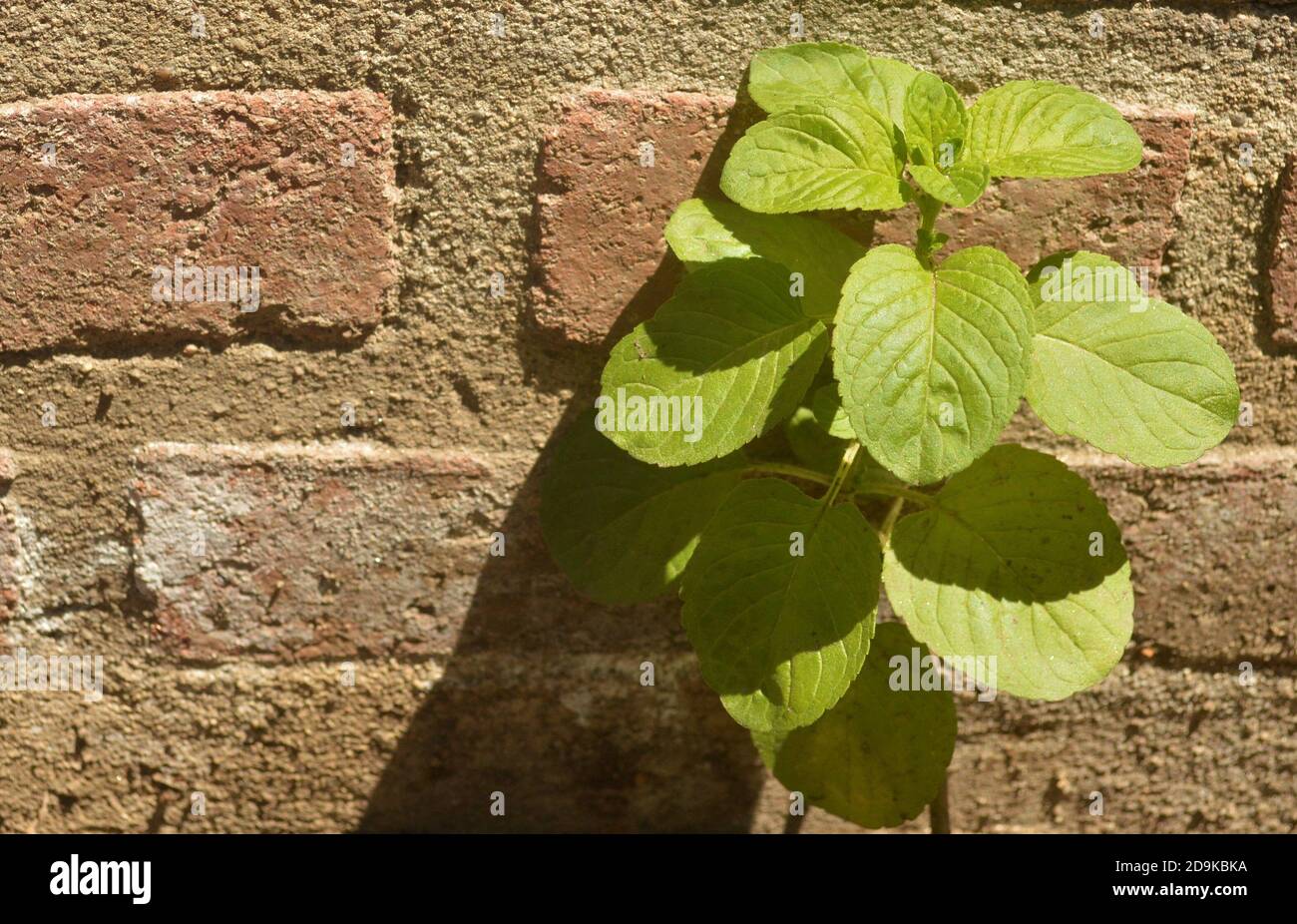 Minzpflanze im vegetativen Stadium gegen Ziegelwand Stockfoto