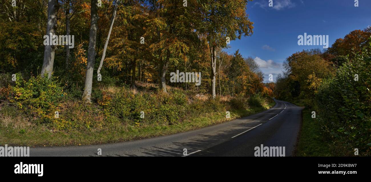 Panoramabild einer Straße, die im Herbst durch den Wald führt Stockfoto
