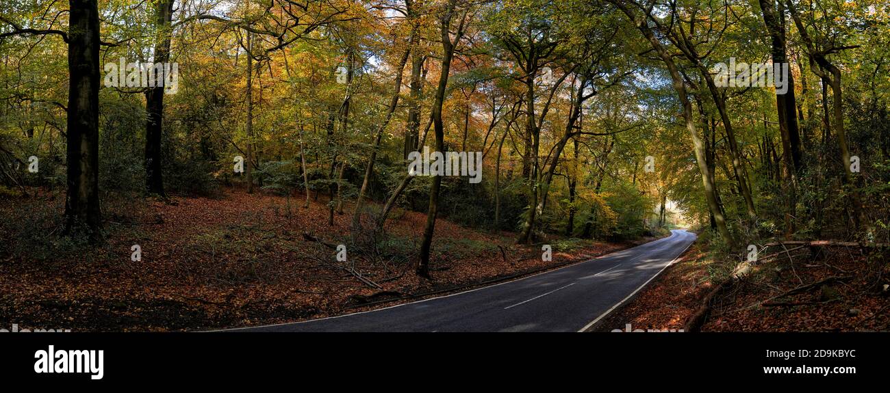 Panoramabild einer Straße, die im Herbst durch den Wald führt Stockfoto