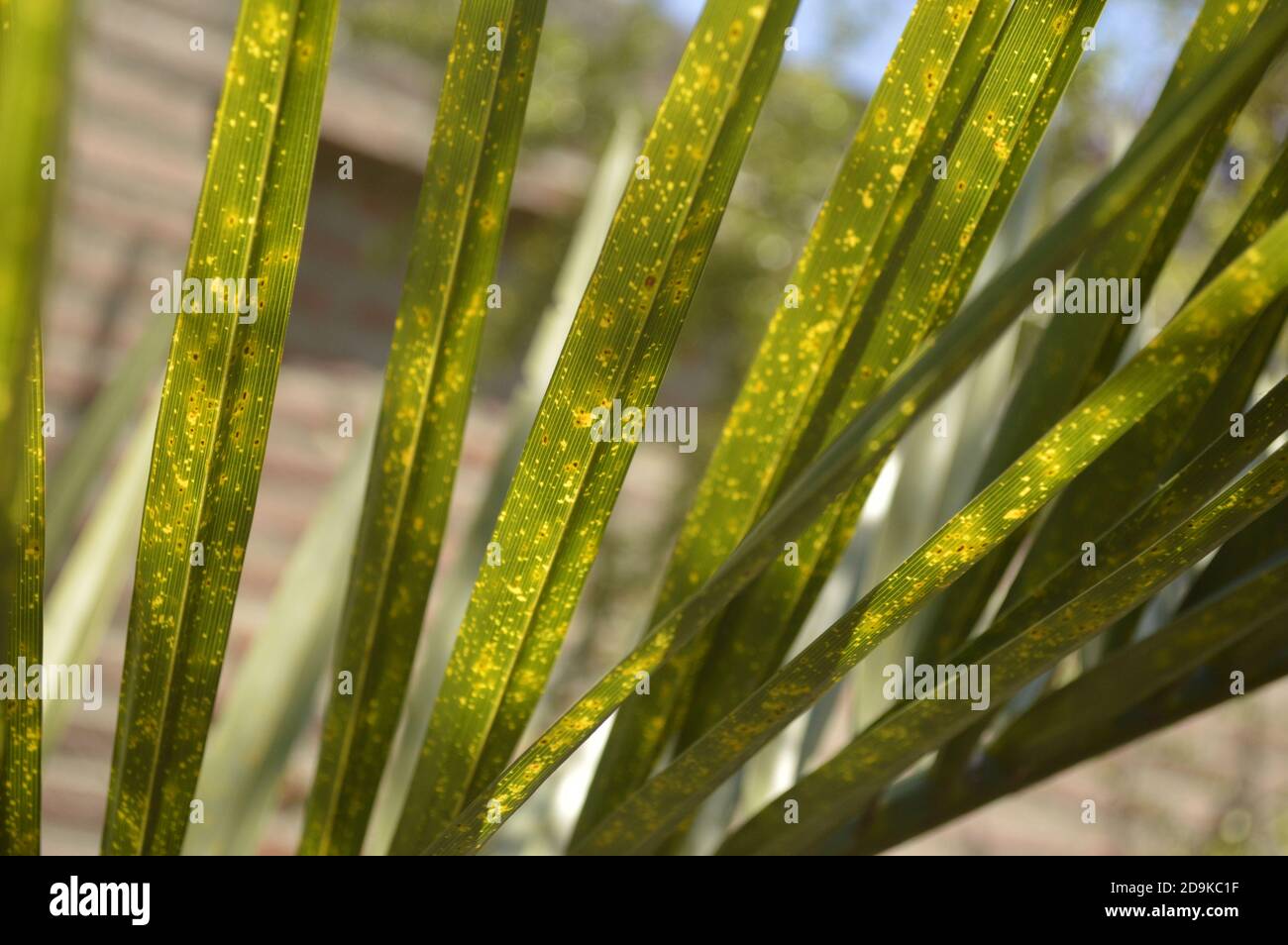 Adaxiale Ansicht von dünnen grünen Palmenblättern mit gelben Flecken Stockfoto