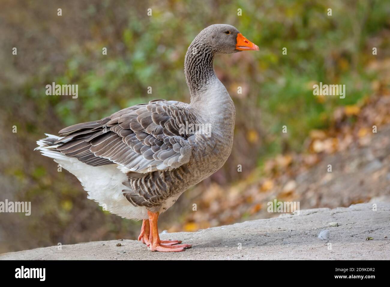 Nahaufnahme eines einheimischen grau-weiß gefärbten landise Gans mit leuchtend orangefarbenen Schnabel und Beine stehen auf dem See. Verschwommener Hintergrund. Stockfoto