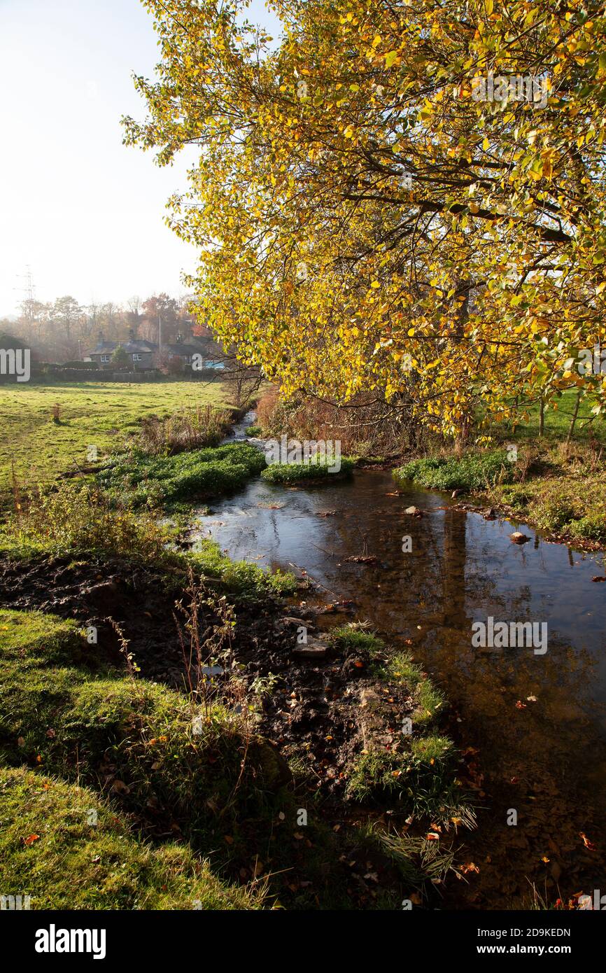 Ein gelbbelaubter Herbstbaum überhängend einen kleinen plätschernden Bach auf Ackerland in Huddersfield West Yorkshire im frühen Herbst, England Stockfoto