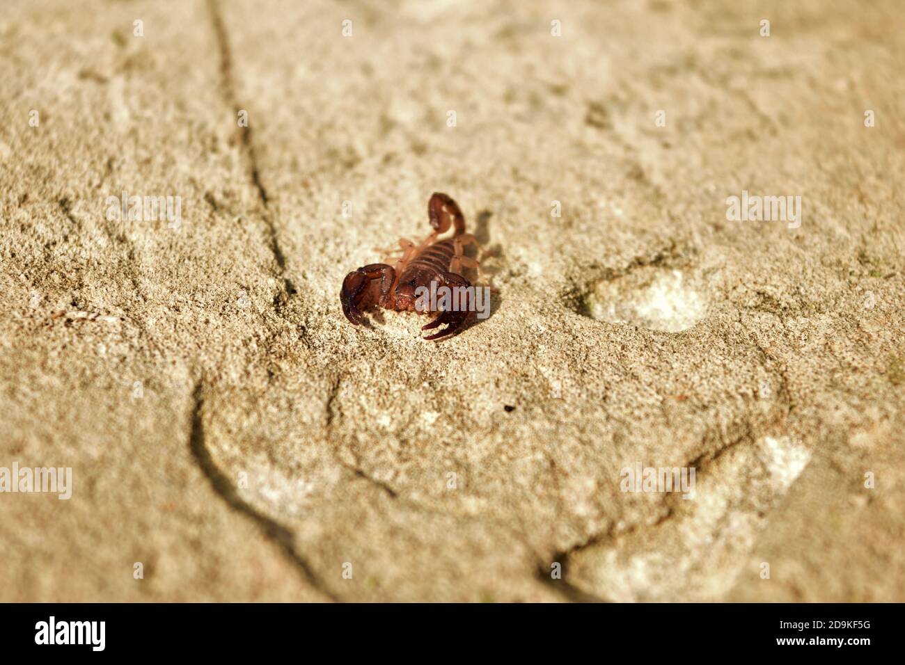 Gemeiner kleiner Holzskorpion, Euscorpius sicanus, Jagd an einer Wand auf maltesischen Inseln, Malta Stockfoto