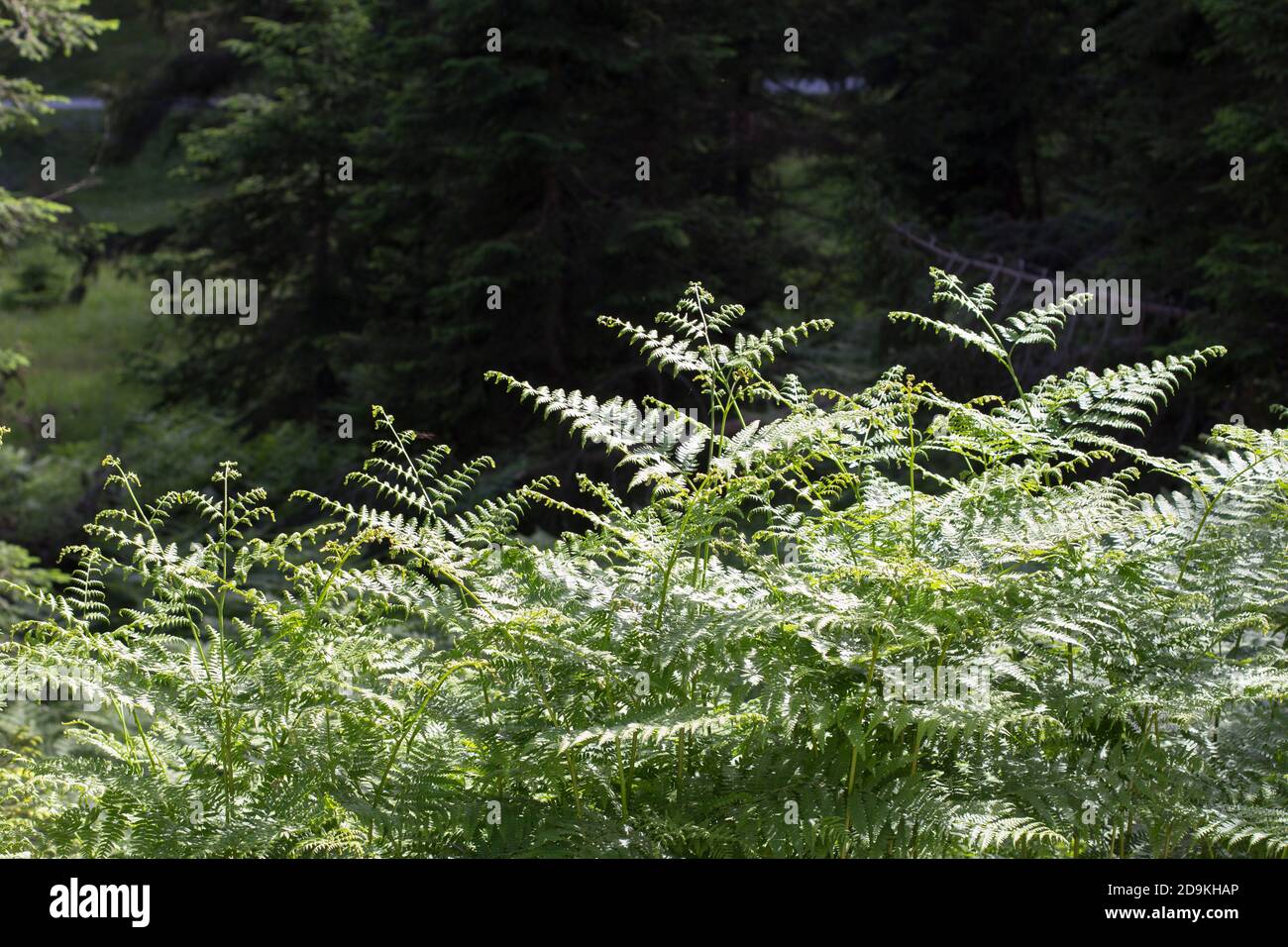 Wildpflanzen am Waldrand Stockfoto