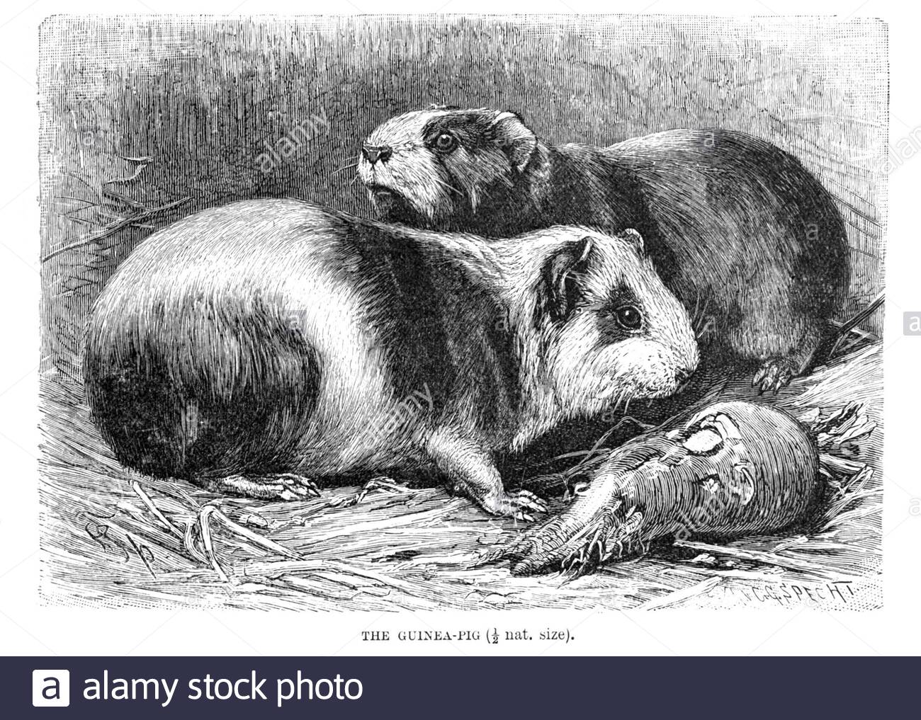 Guinea Pig, Vintage Illustration von 1894 Stockfoto