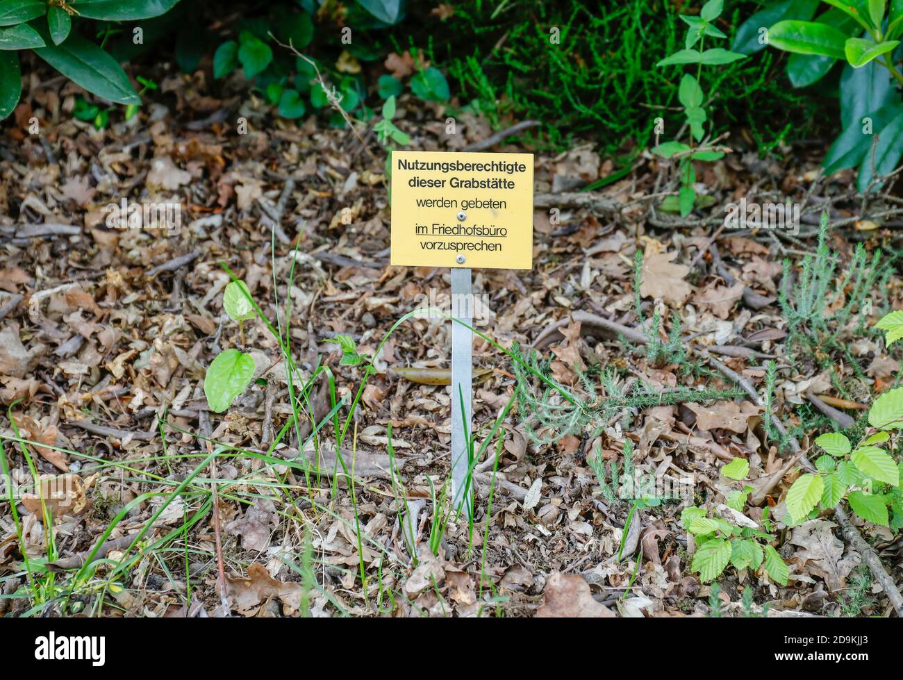 Ungepftes Grab, ein Schild fragt diejenigen, die berechtigt sind, diese Grabstätte zu nutzen, um mit dem Friedhofsamt, Essen, Nordrhein-Westfalen, Deutschland zu sprechen Stockfoto