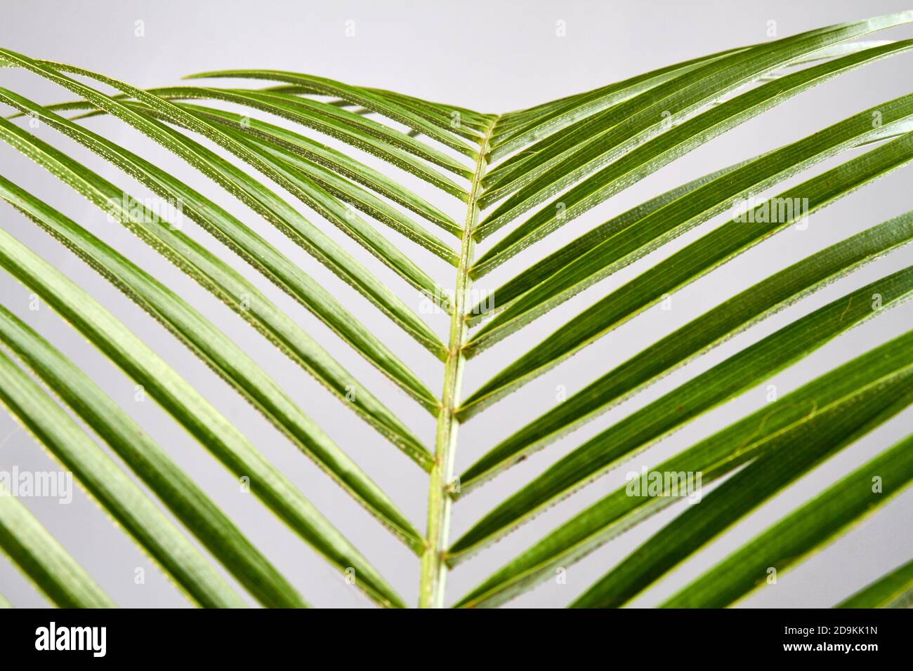 Lange Blätter aus der Nähe. Stockfoto