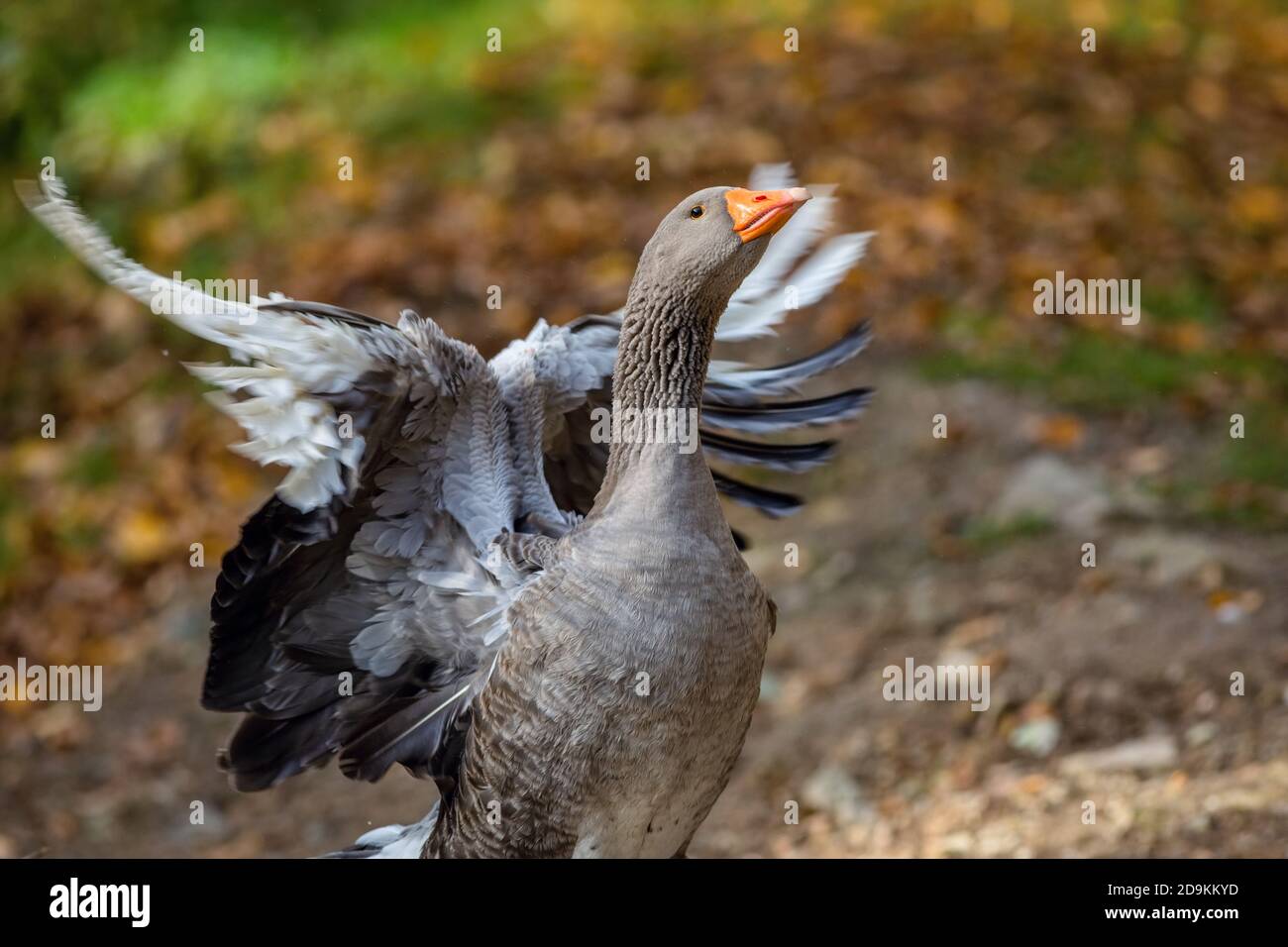 Nahaufnahme eines einheimischen grauen und weißen Landhausgans mit leuchtend orangefarbenem Schnabel, der seine Flügel flatternd. Verschwommener grüner, brauner Hintergrund. Stockfoto